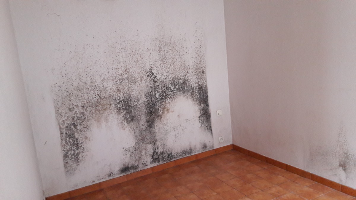 Moisissures - Expertise humidité à Gap